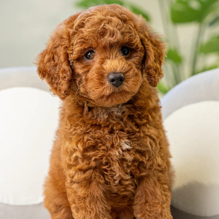 Orange teacup poodle best sale