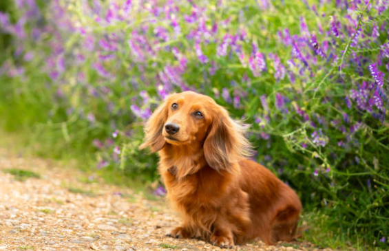 Miniature Dachshund vs. Standard Dachshund: Key Differences Miniature Dachshund vs. Standard Dachshund: Key Differences