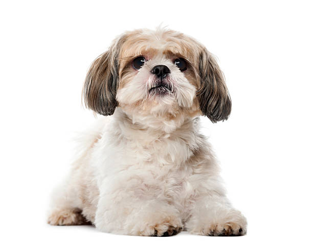 Shih Tzu Hypoallergenic Dog Breed Hypoallergenic Breeds Shih Tzu