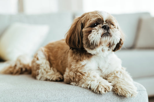 Dealing with Puppy Separation Anxiety: Expert Advice and Proven Strategies