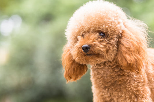 Understanding Puppy Vaccination Schedules