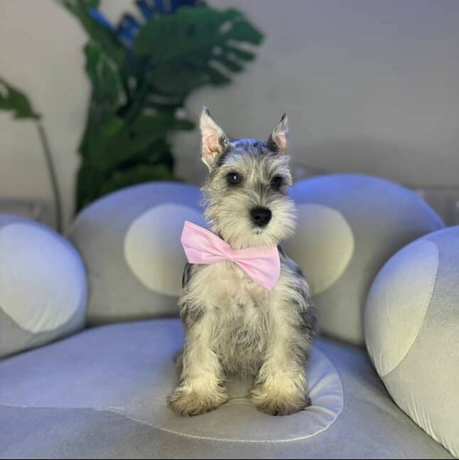 Blue the Mini-Schnauzer
