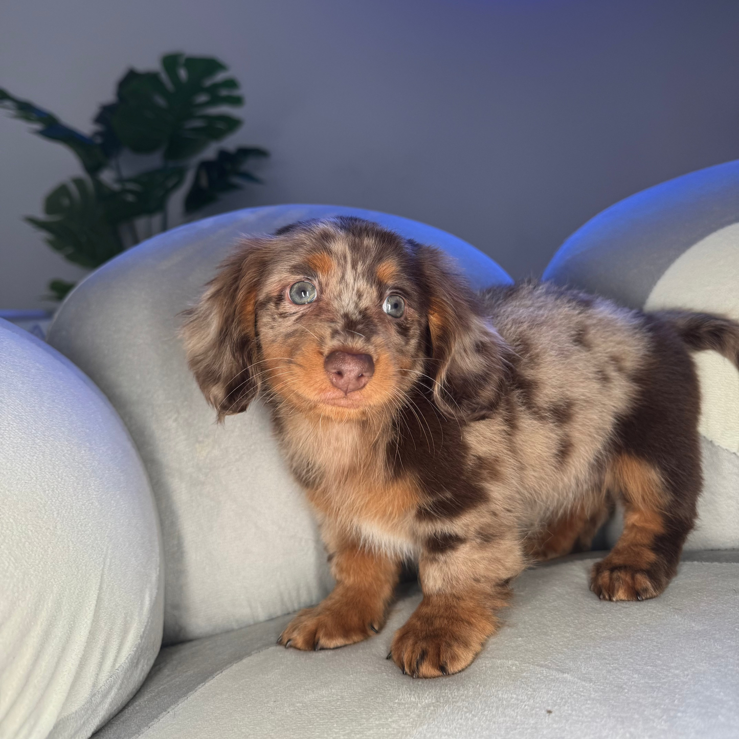 Daphne
