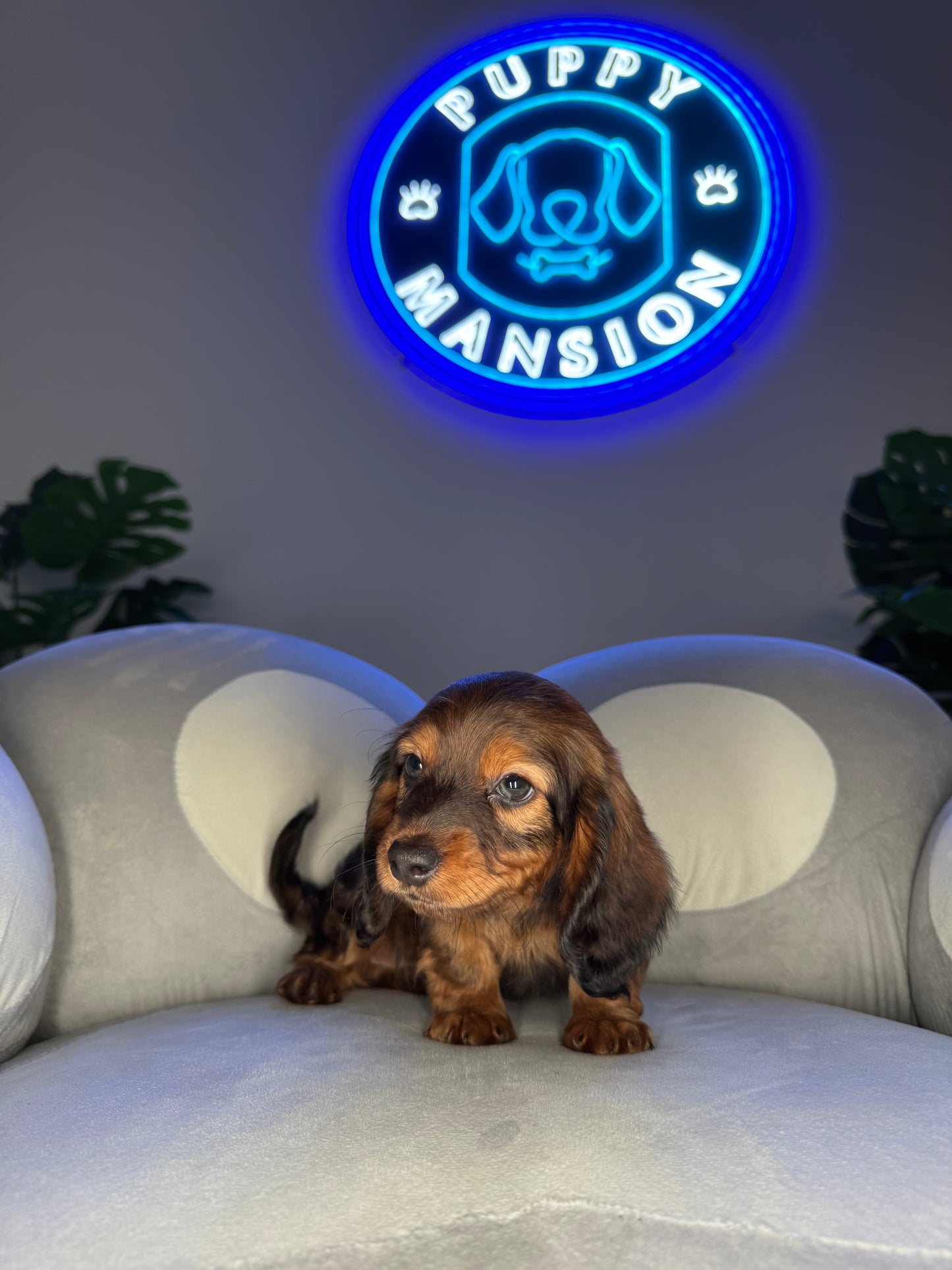 Shaggy
