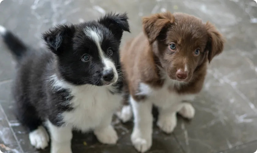 Puppy