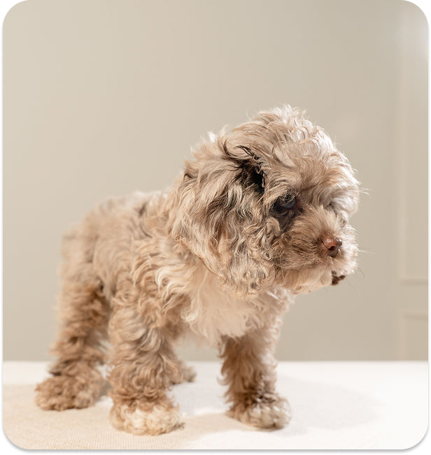 Dog daycare services