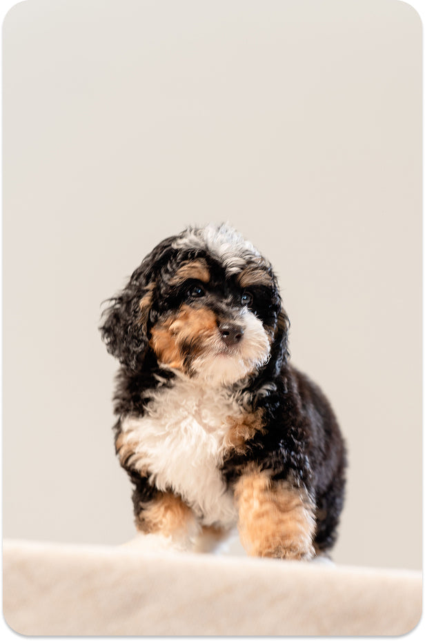 Dog image