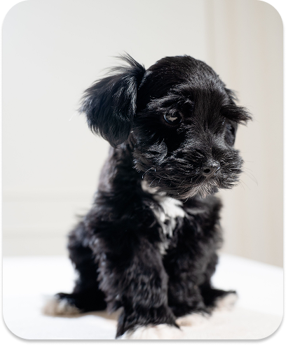 Puppy feeling at home