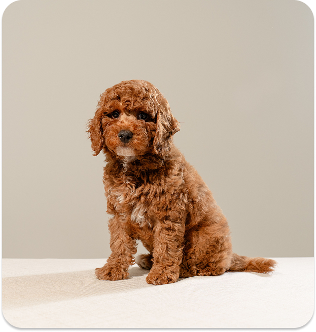 Dog boarding check-in information