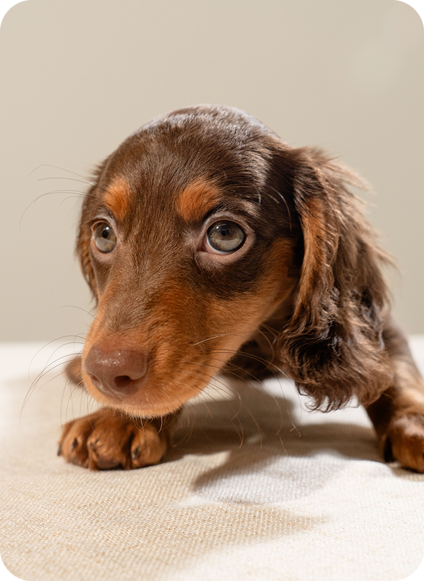 Dog daycare services