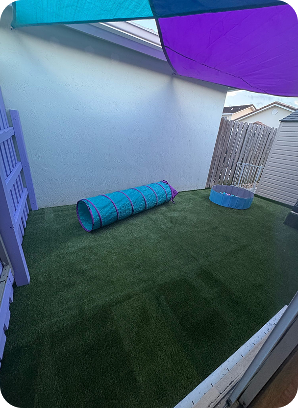 Dog daycare services