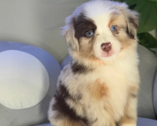 Shepherds Shed puppy