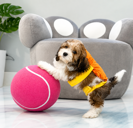 where to buy puppies in Miami