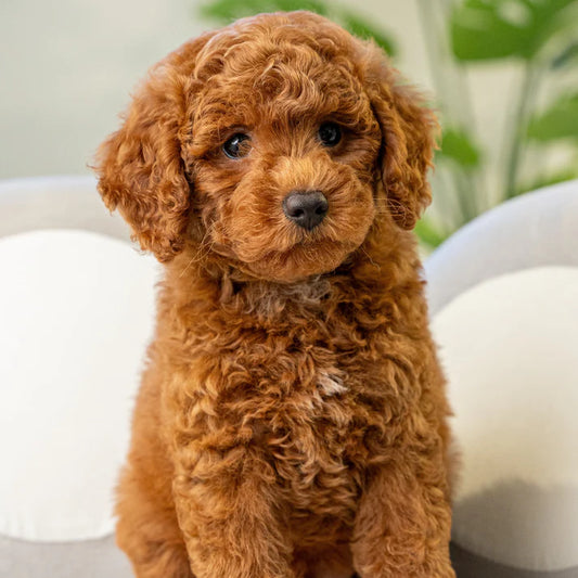 Discovering the World of Poodles: Toy, Mini, and Standard