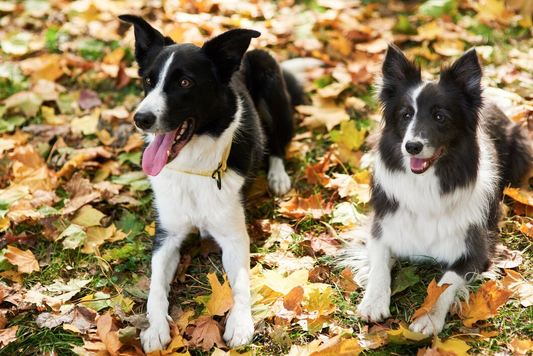 small vs large dog breeds