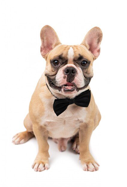 French Bulldog Care Guide: What to Expect After Bringing One Home