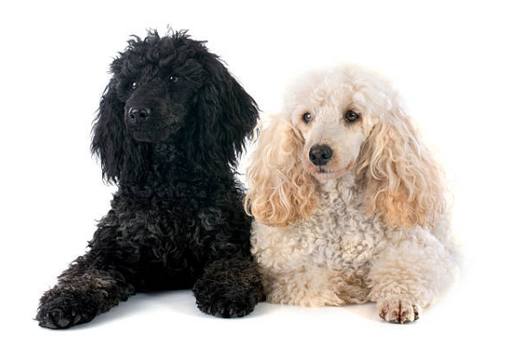 Golden Doodle vs Bernedoodle: Find Your Perfect Pup in Miami