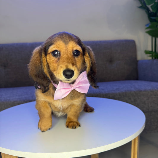 Mini Goldendoodle vs Mini Dachshund