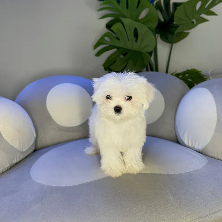 Understanding the Lifespan of Maltese Dogs