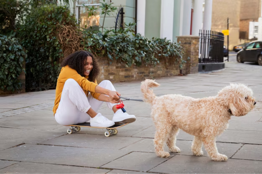 Mini Poodle Care, Temperament, Grooming, and Buying Guide for New Owners