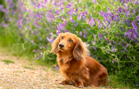 Mini vs. Standard Dachshunds: Choosing the Perfect Companion