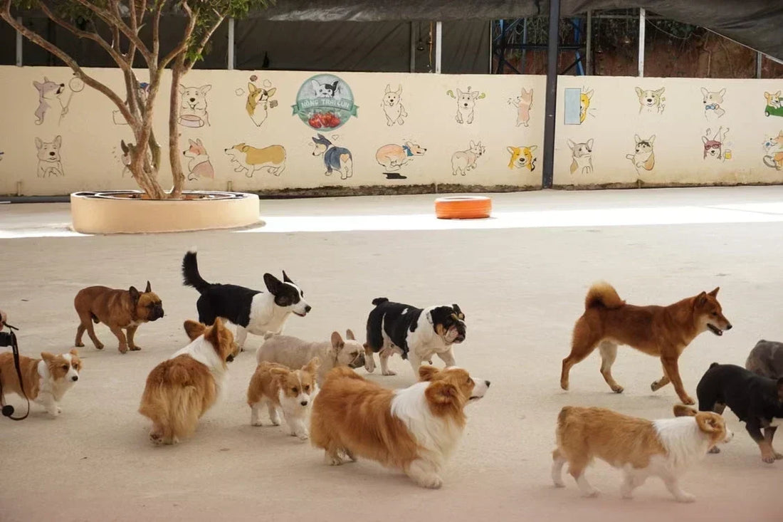 Pet Store in Miami