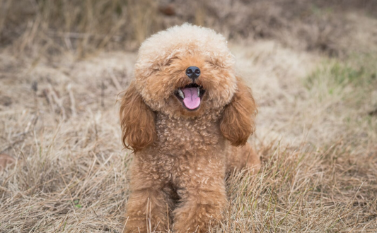 Puppy