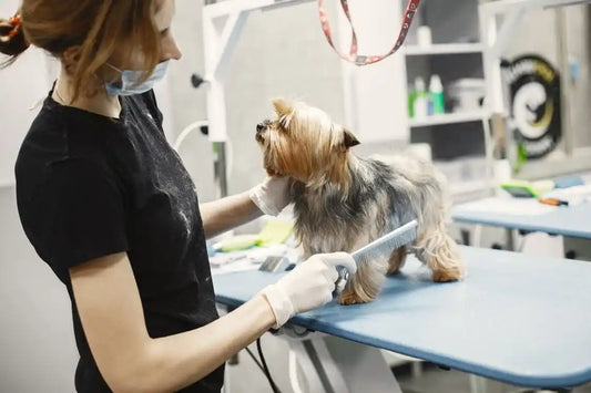 Puppy Grooming