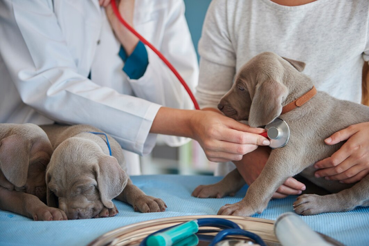 Puppy Health