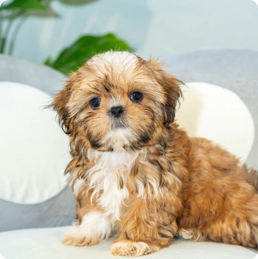 How to Choose the Right Puppy in Miami for Your Lifestyle: Expert Guide