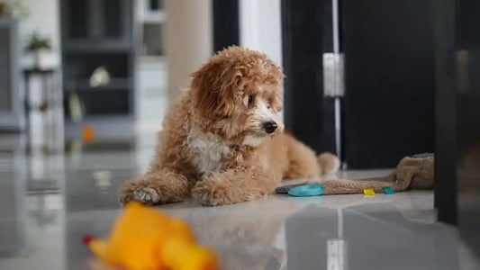 Right Goldendoodle Puppy