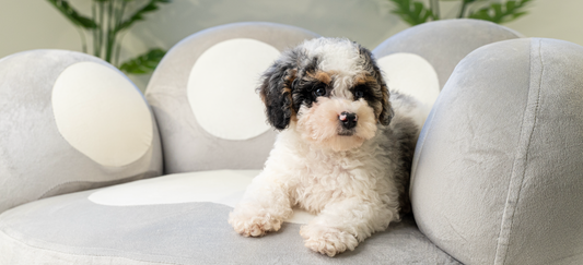 Preparing for a New Puppy: The Ultimate Guide