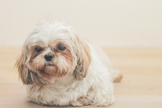 Shih Tzu vs. Maltese: Which Breed is Right for You?