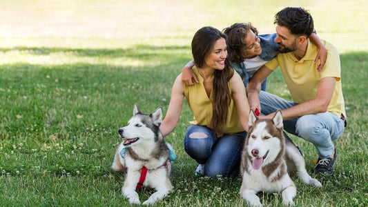Fun Activities to Do with Your Puppy: Bond, Play, and Learn Together