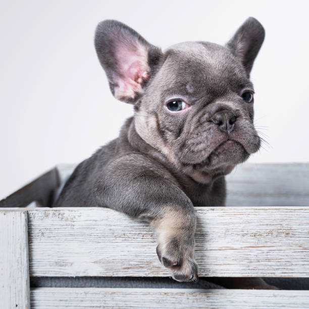 Top Reasons to Take a French Bulldog Home