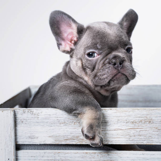 Top Reasons to Take a French Bulldog Home