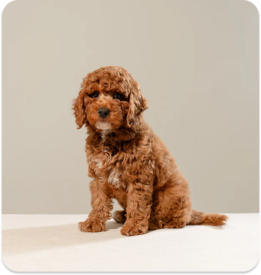 Best Small Dog Breeds for Miami Apartments: Top Picks for Apartment Living 