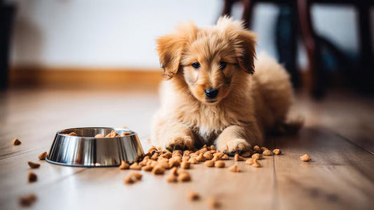 Puppy Food