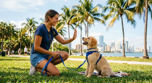 how to train a puppy in Miami