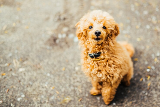 Adorable Golden Doodles Waiting for a Loving Home - Don’t Miss Out!