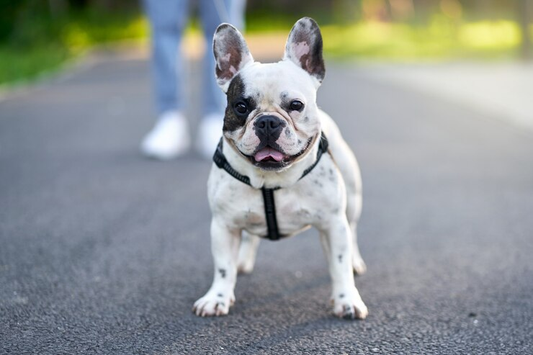 French Bulldogs for Sale in Miami – Find Your New Best Friend!