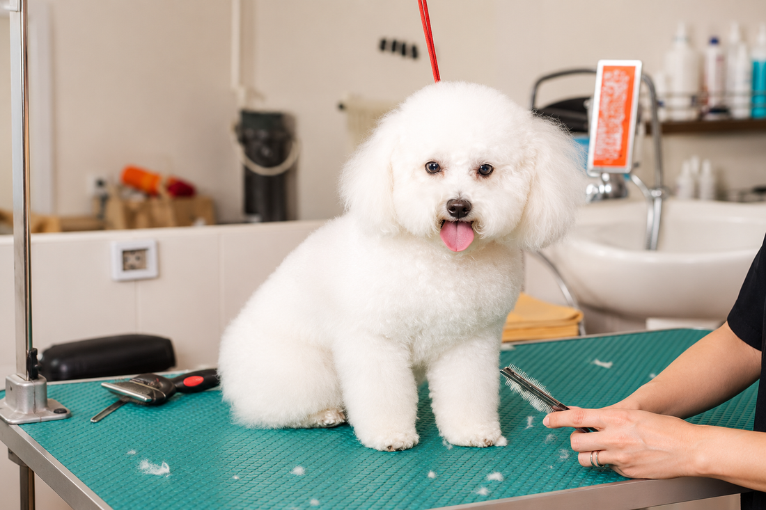 puppy vaccination schedule in Florida