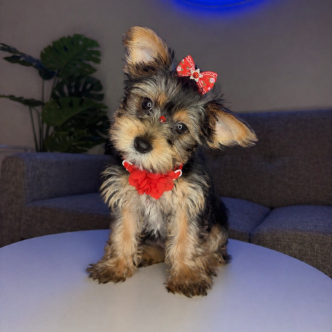 dog-image