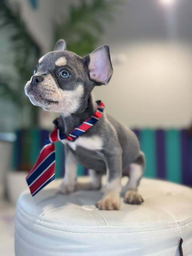 dog-image