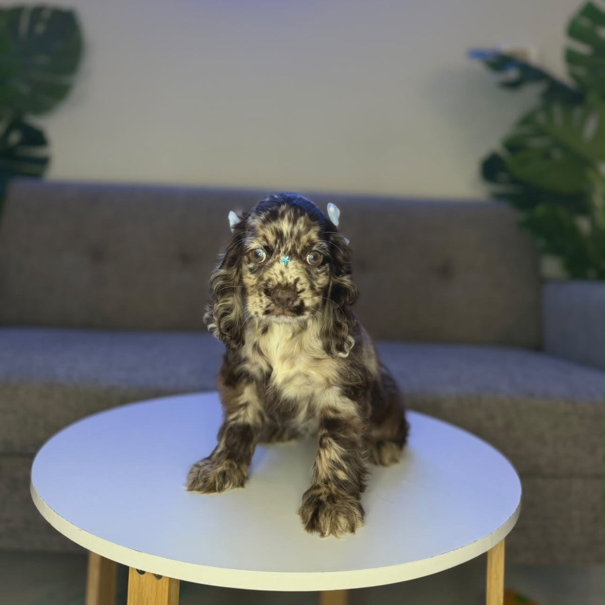 Puppy Mansion 
