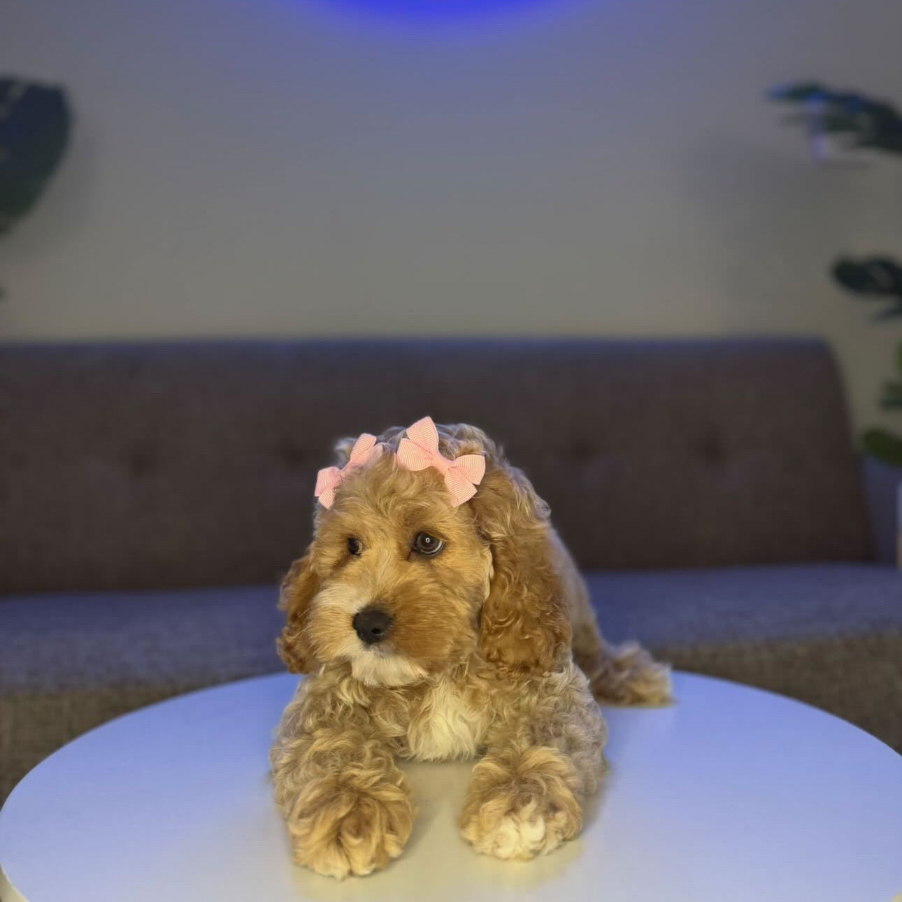 Puppy Mansion 