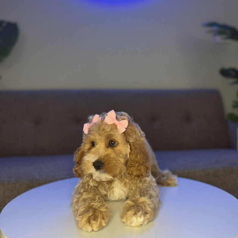 dog-image