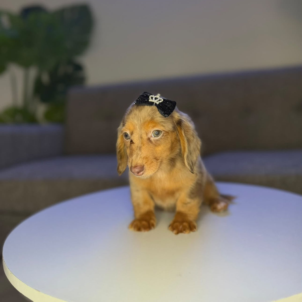 Puppy Mansion 