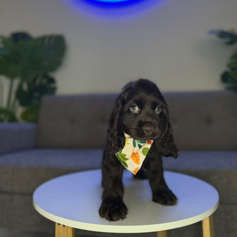 Cobbler