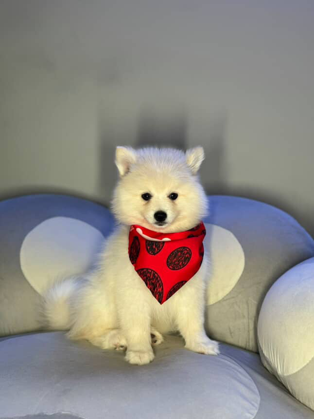 dog-image